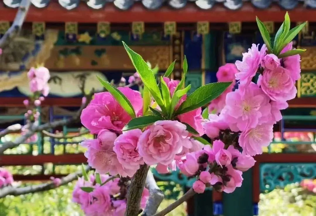 La température de Beijing remonte cette semaine ! Venez admirer la fleuraison dans ces sites !